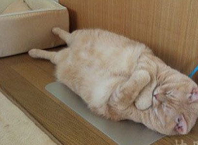 哼！！不给鱼我吃，不理你了！