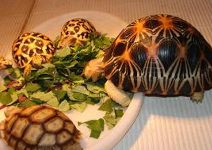 辐射陆龟怎么养 注意疾病的预防