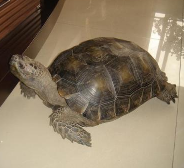 靴脚陆龟价格 野生的伤疤越少越值钱