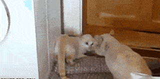 看，我会倒立，嗯，你牛B！