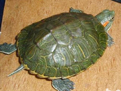 巴西红耳龟多少钱 价格在5~25元不等