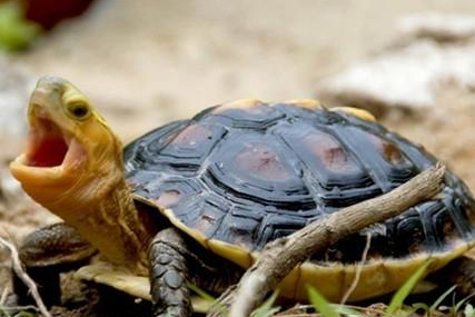 黄缘闭壳龟多少钱 价格差异较大