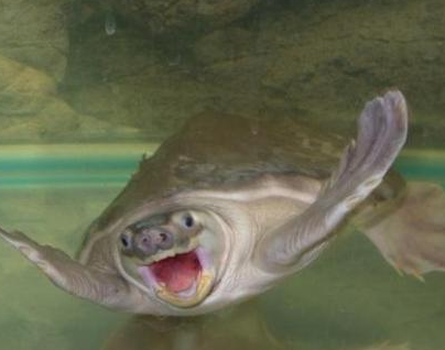 猪鼻龟值多少钱 对水质的要求比较高