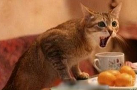 什么？我等了这么久才跟我说鱼卖完了