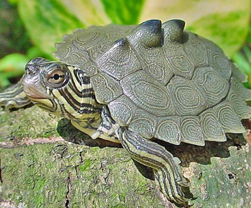 地图龟价格 品相好坏影响它们的价格