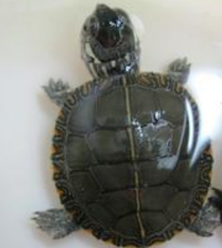 东部锦龟价格 小龟比较难成活