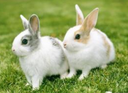 兔子掉毛怎么回事 判断是否是正常换毛
