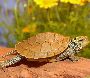 地图龟冬眠吗 让龟在浅水中冬眠即可