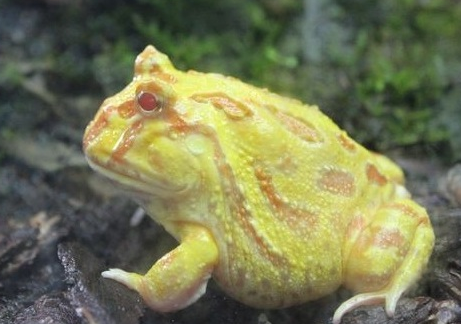 角蛙怎么养 要注意角蛙的食量十分的大