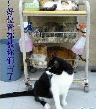 猫都抢位子了
