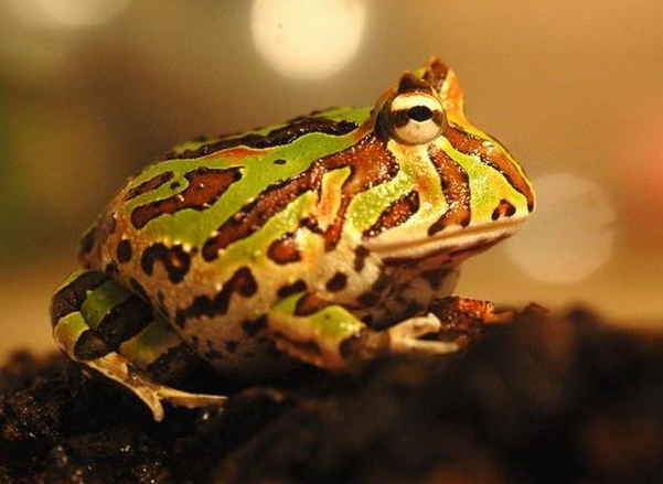 角蛙饲养环境 切记不能直接被紫外线照到