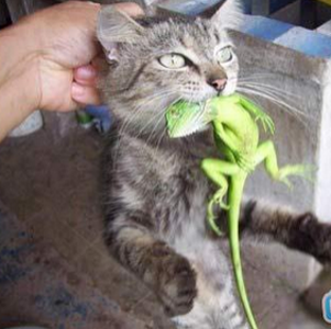 尼玛老纸的绿鬣蜥呀，三千多刚买来一上午啊，吐粗来