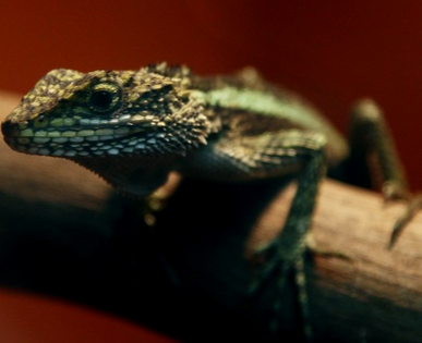 蜥蜴皮肤病 蜥蜴脱皮是很正常的