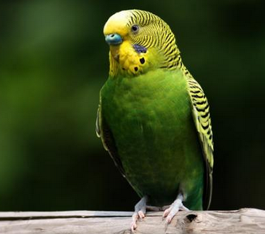 如何养好虎皮鹦鹉 它们喜欢吃带壳的种子