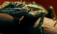 蜥蜴皮肤病 蜥蜴脱皮是很正常的