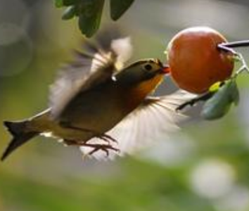 相思鸟为什么不叫 一般不学其他鸟叫