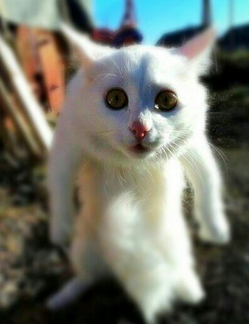 纳尼？这姿势是怎么炼成的