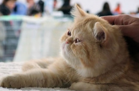 伦家这不是胖，只是因为肿了！