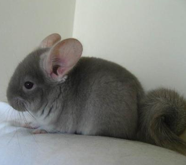 龙猫有多大 龙猫体形小而肥胖