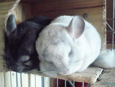 龙猫的资料 平均有15-20年寿命