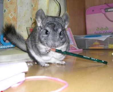 龙猫大便干燥 便秘也是龙猫生病的表现