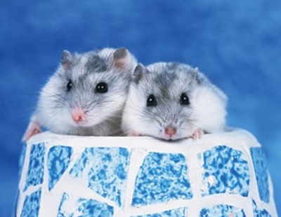 仓鼠怎么繁殖 仓鼠的生殖能力很强