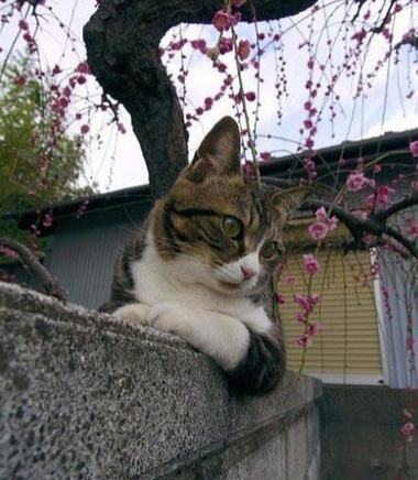 肯定是看到心仪女子啦