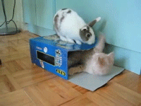 来，亲一个，滚开，色兔！