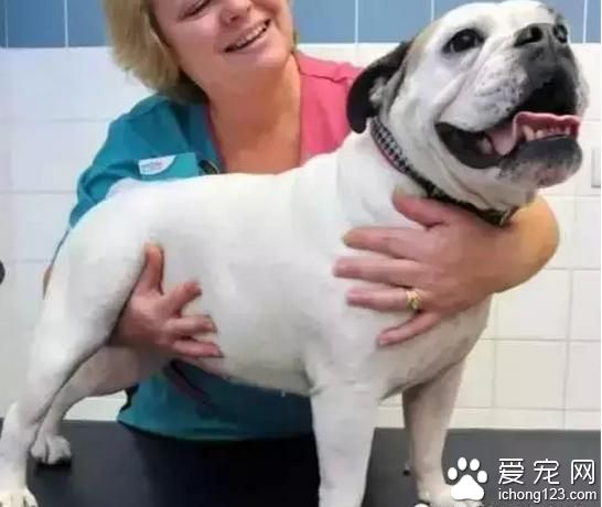 伊美尔健翔医院：宠物都在拼减肥了，看看参赛选手们...