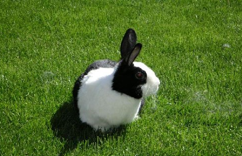 怎样养宠物兔 宠物兔饲养起来并不难
