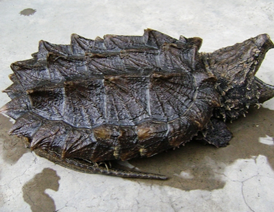 如何养鳄龟 鳄龟一般较少患病