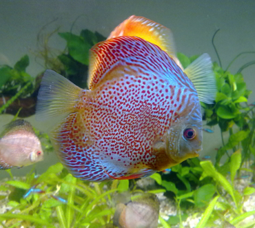 如何养七彩神仙鱼 喜欢吃小虫和小昆虫