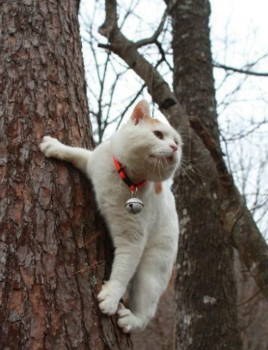 最近有点寂寞，不知道远处是否有mm在等我？