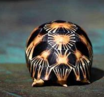 什么陆龟好养 养陆龟讲究排酸