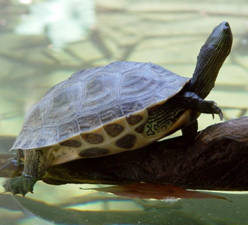 中华花龟吃什么 喜欢吃一些肉类的食物