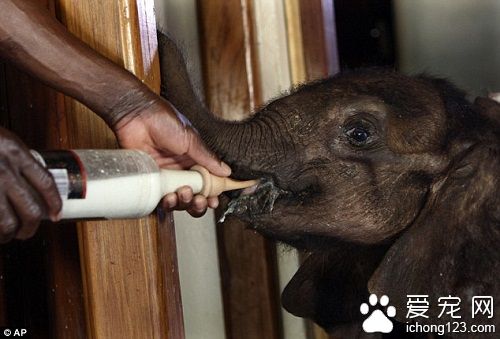成为孤儿的小象获得人类的精心照料 与宠物狗成好友