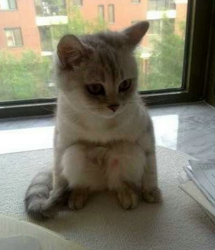 这喵星人居然会蹲，萌死了萌死了