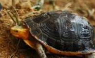 黄缘闭壳龟好养吗 冬眠要保持好湿度