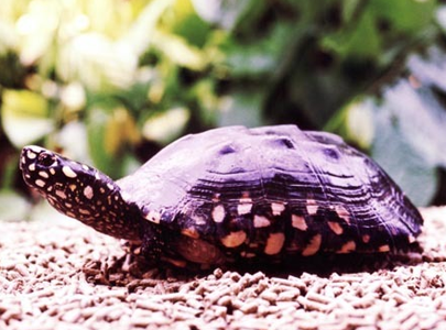 哈米顿氏龟价格 水位以淹没龟为好