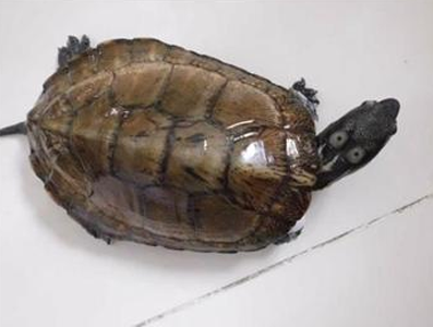 四眼斑龟价格 它们喜食动物性饵料