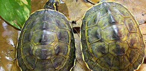 冠背龟