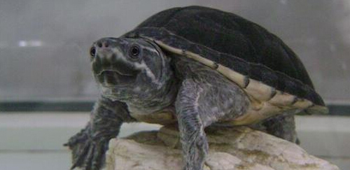 密西西比麝香龟