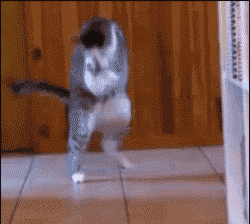 喵，你怎么了喵