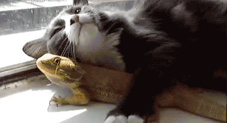 总感脚蜥蜴人的压力很大