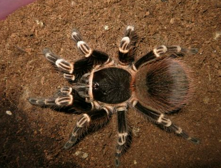 巴西白膝头寿命 白膝头公母寿命相差很大