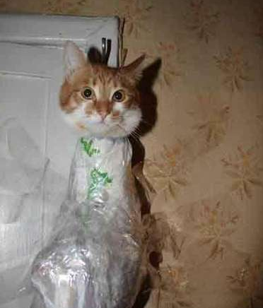 愚蠢的人类，你给本喵记住啊！