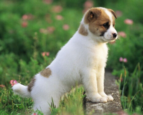 狗狗保姆难求 月薪两千也难找到一个