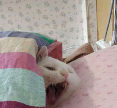 我不要起床！我不要上班！