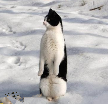 这货又在装企鹅了