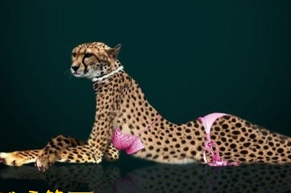 魔鬼身材+豹纹+比基尼